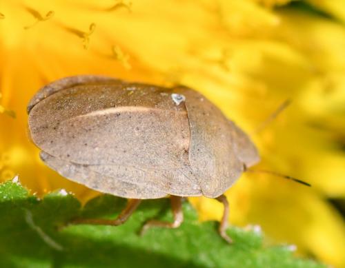Réf. 252 494 : Eurygaster austriaca